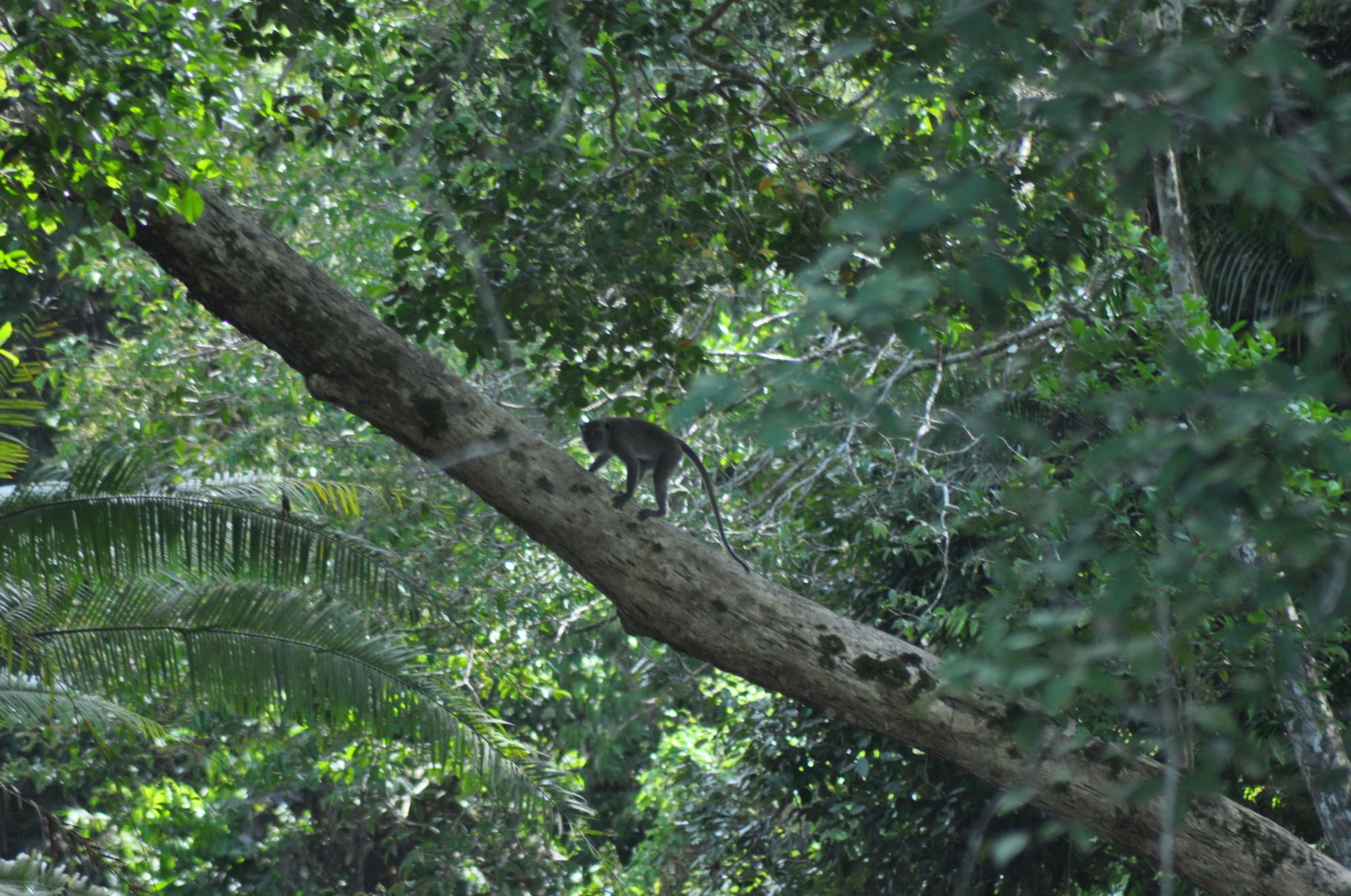 Samboja Lodge バリックパパン エクステリア 写真