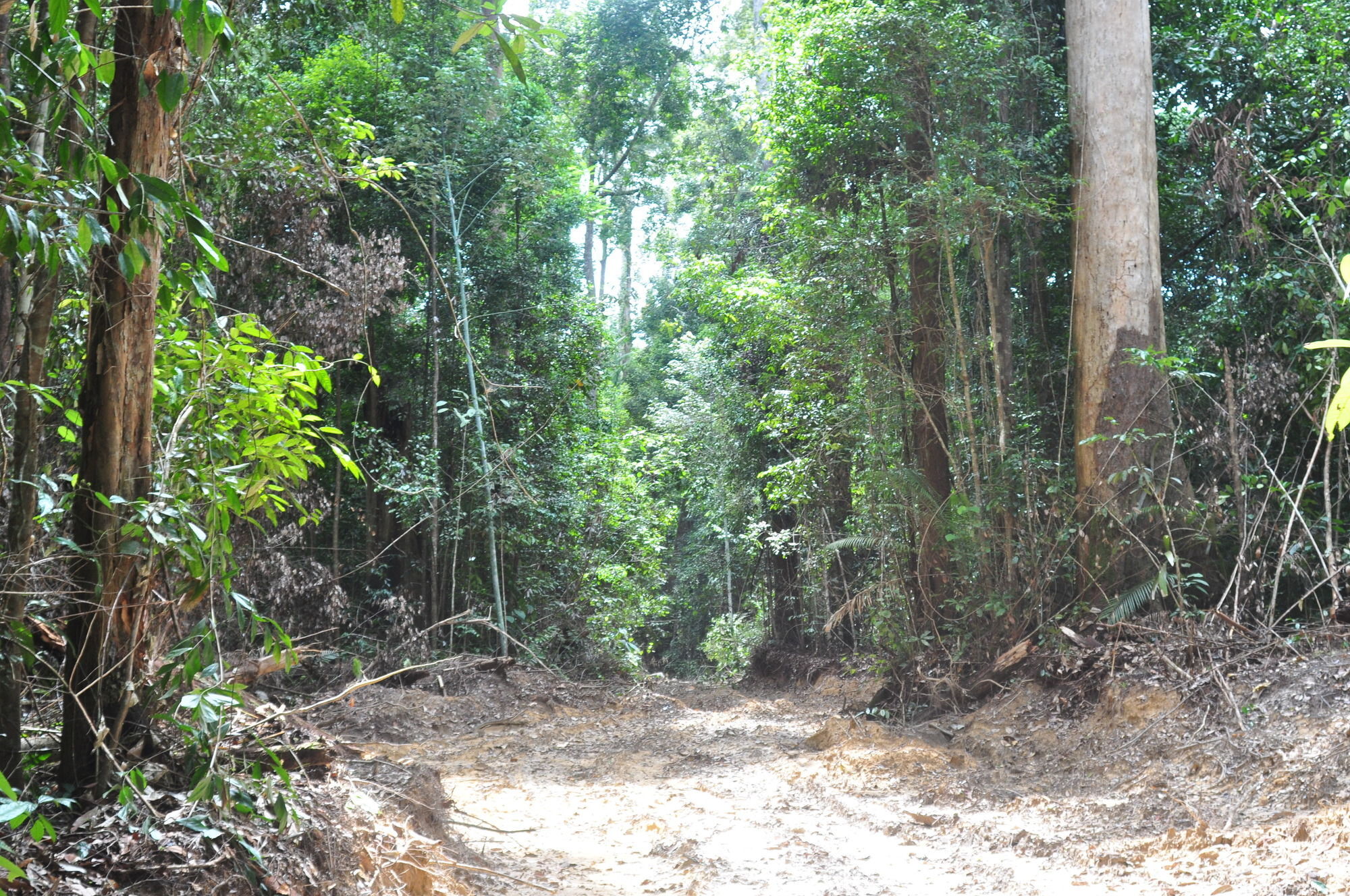Samboja Lodge バリックパパン エクステリア 写真