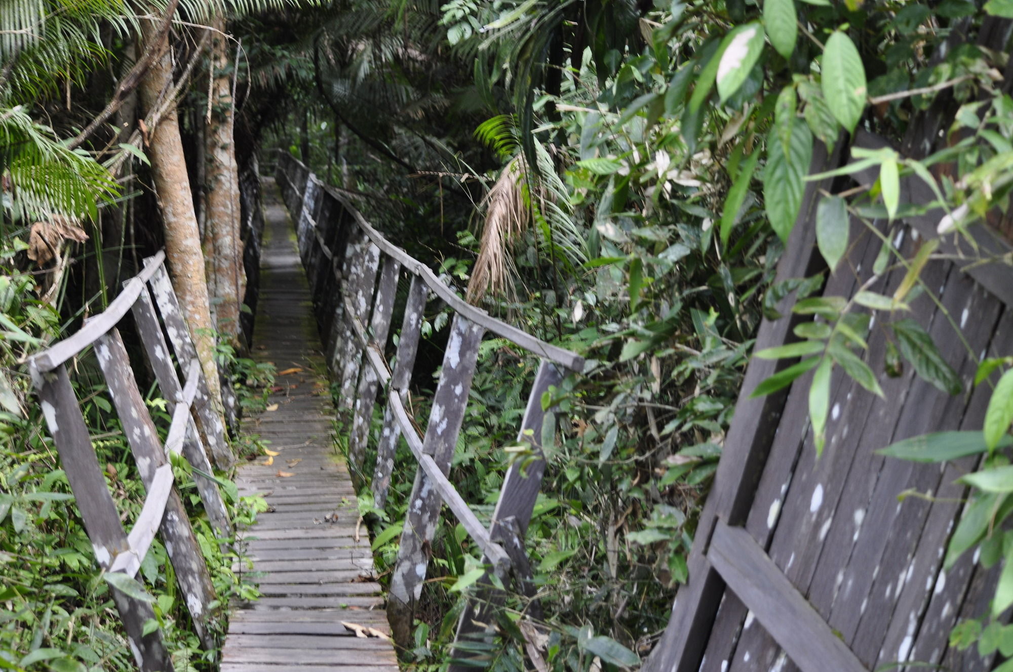Samboja Lodge バリックパパン エクステリア 写真